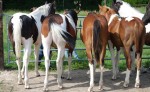 Gite au Haras et Equitation